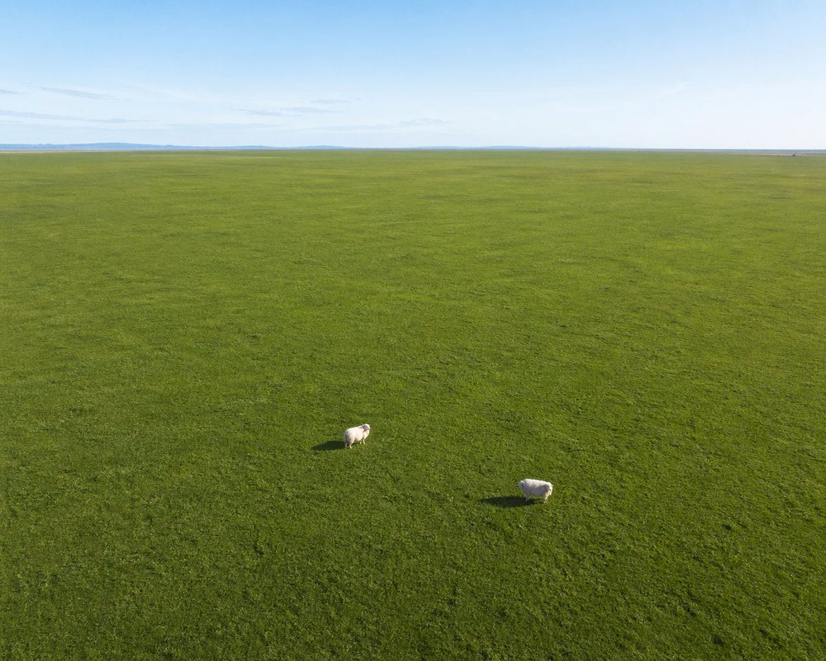 Aerial View of Vast Grassy Plain with Two Sheep - AI 生成效果图